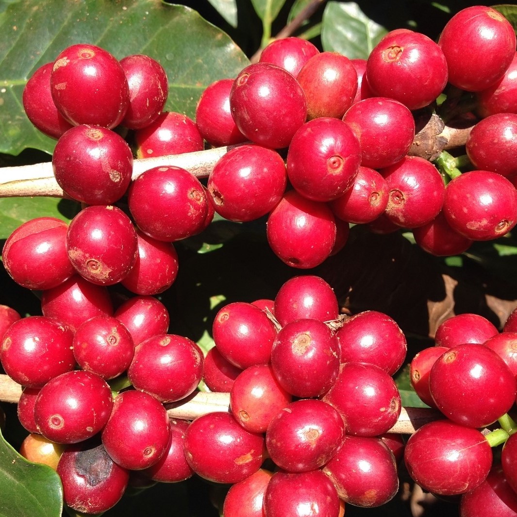 Ripe coffee cherries on a tree, waiting to be picked.