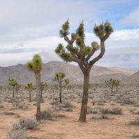 A stand of Joshua trees in the Joshua Tree National Park in California.