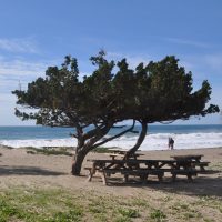 The picnic area at Sycamore Cove Beach on the Pacific Coast Highway just west of Los Angeles.