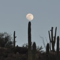 The moon, rising above the side of a valley along the Apache Trail in Arizona, is momentarily suspended above a cactus.