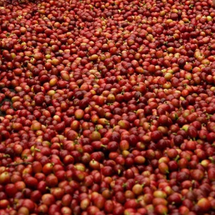 Freshly picked coffee cherries, spread out and ready for sorting prior to processing.