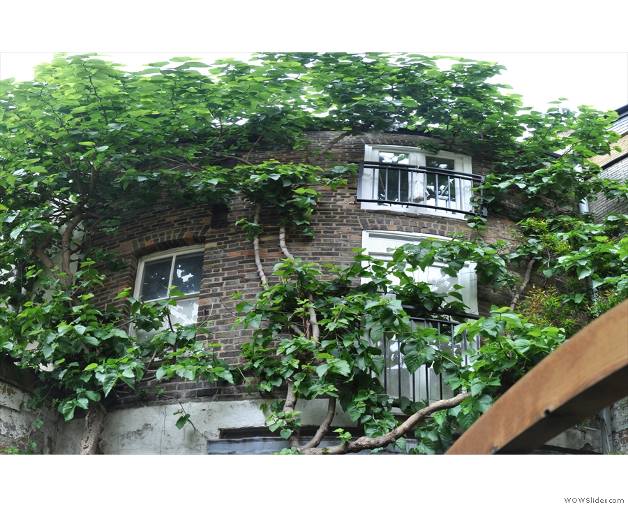 ... while this, growing all the way to the roof of the building, is a Mulberry bush (tree).