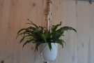 The decor is similarly simple, mostly consisting of hanging plants...