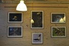The walls were adorned with wildlife photographs while I was there...