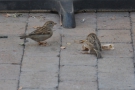 While eating my lunch, these two fellows came and pulled a sachet of sugar from a table.
