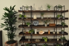 ... and of course the shelves with the plants. These are against the left-hand wall...