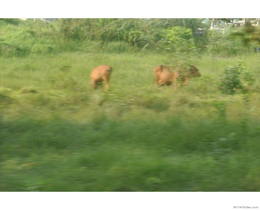 I saw very little livestock. These two grazing cows(?) were a rarity.