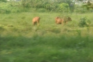 I saw very little livestock. These two grazing cows(?) were a rarity.