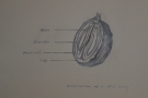 The first is a line-drawing of a cross-section of a coffee cherry.