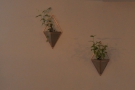 ... as are these plants on the wall.