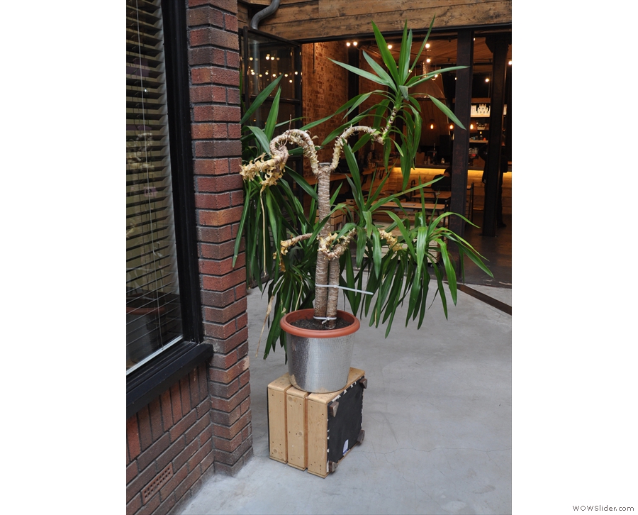 There are a few neat features, including this plant outside in the courtyard.