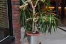 There are a few neat features, including this plant outside in the courtyard.