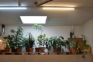 ... with just a bunch of plants and a skylight for company!