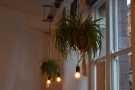 As well as plants, there are plenty of light bulbs...