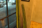 ... and these prickly fellows in the corner by the window.