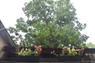 There are more window boxes on top of the wall, plus a large tree towers overhead.