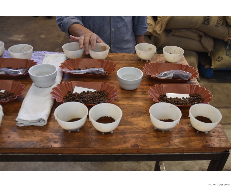 The cupping table, lad out, ready to go, with the ground coffee in the bowls.