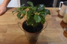 ... although pride of place goes to these four coffee plants!