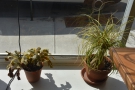 Little Woodfords is also a very green space. For example, these plants are in the window.