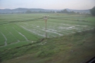 I'd not seen much agriculture the night before, but now there were rice paddies...