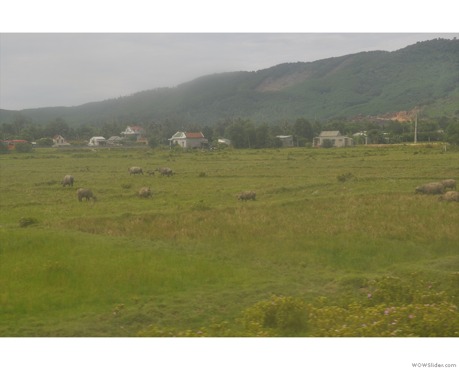 ... including this herd of what I'm assuming are buffalo.