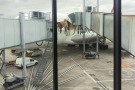 This is the best shot I could get of my steed, an Airbus A380, which was to fly me to Dubai.