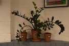 As well as the lights and the artwork on the walls, there are also lots of plants.