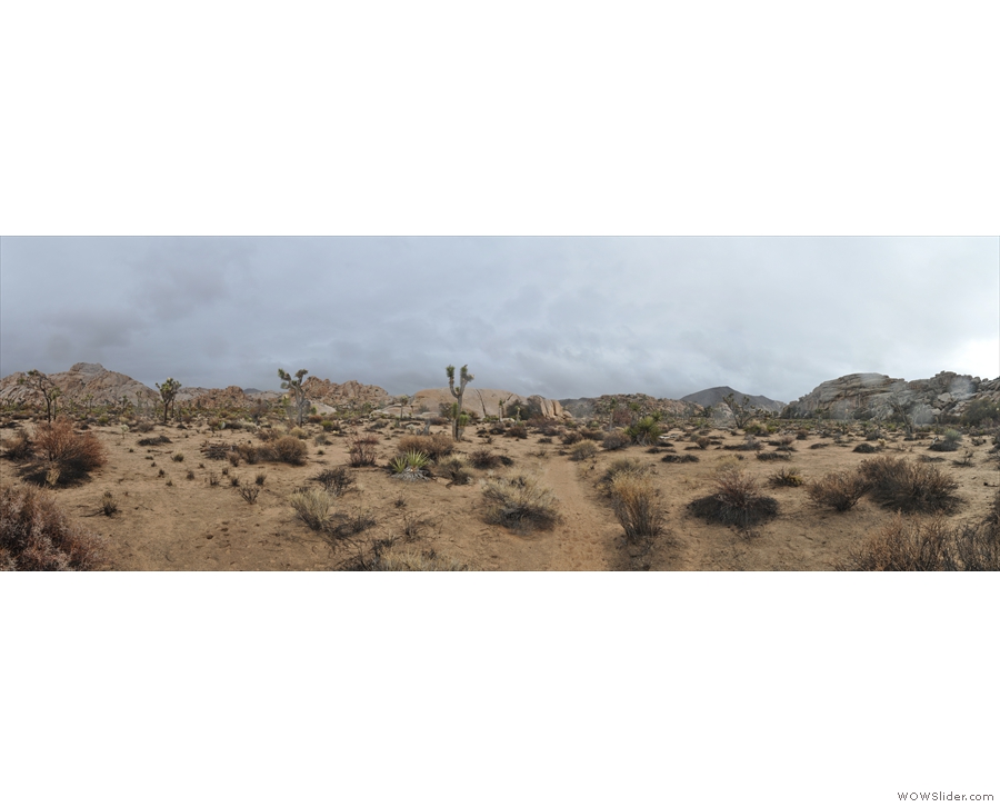A panoramic view of the bottom of the valley, dotted with small Joshua trees.