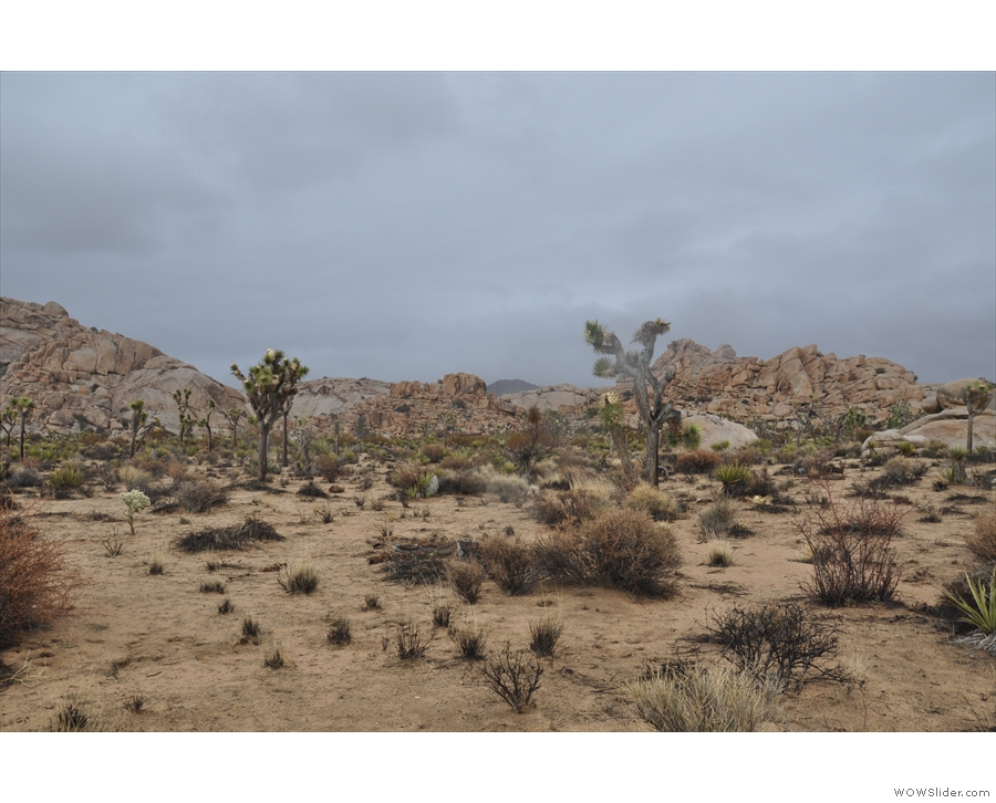 The Joshua trees in more detail.