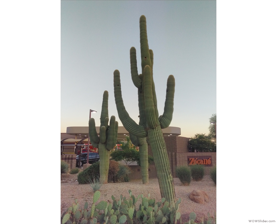 There were cacti on virtually every corner. Big ones too.