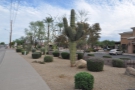 Phoenix is basically built in the desert, particularly Scottsdale, where I was staying.