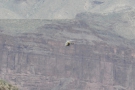 It's the Grand Canyon National Park Service helicopter! Imagine flying that for a day job!