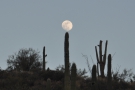 It's not often you see the full moon balancing on top of a cactus.