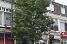 At the end of Victoria Road in Surbiton, a certain coffee shop hides behind a solitary tree.