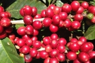 Let's start with coffee cherries on a tree...