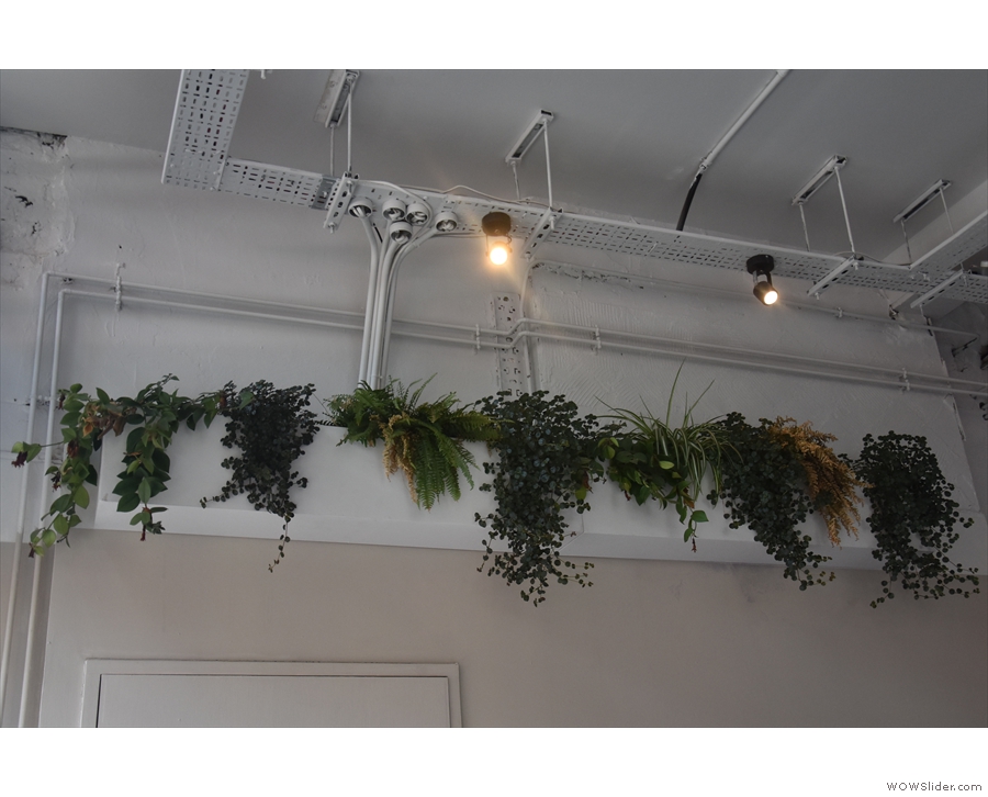 ... these plants hanging on the left-hand wall...
