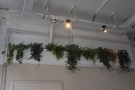 ... these plants hanging on the left-hand wall...