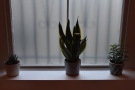 The plants, enjoying the sunlight by the window.