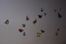 Butterflies!