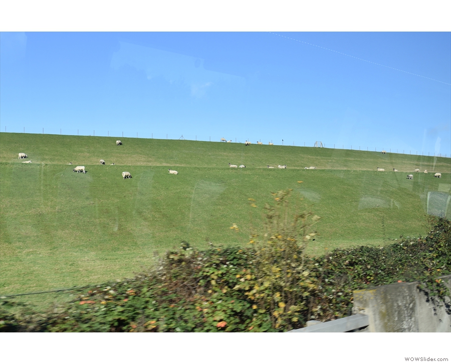 ... and then we're speeding past the sheep grazing on the bank of Wraysbury Reservoir.