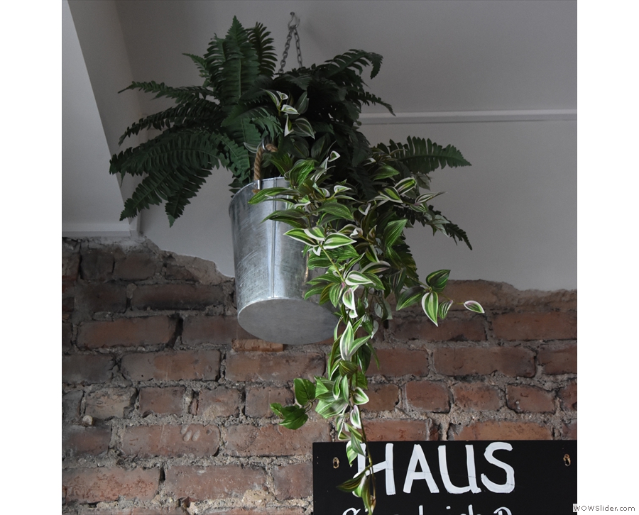 Haus is also a very green space, with lots of hanging plants...