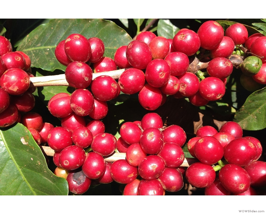 It all starts with coffee cherries on a tree...