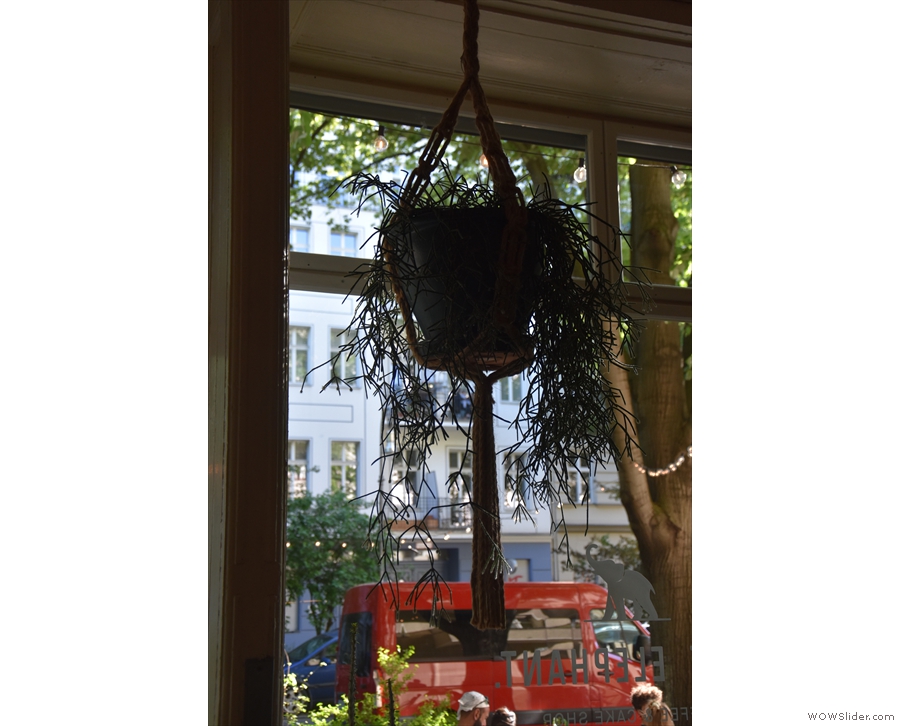... where you'll find this plant hanging from the ceiling.