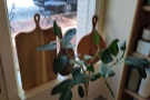 ... a plant at the front, where the windowsill has been co-opted for display purposes.