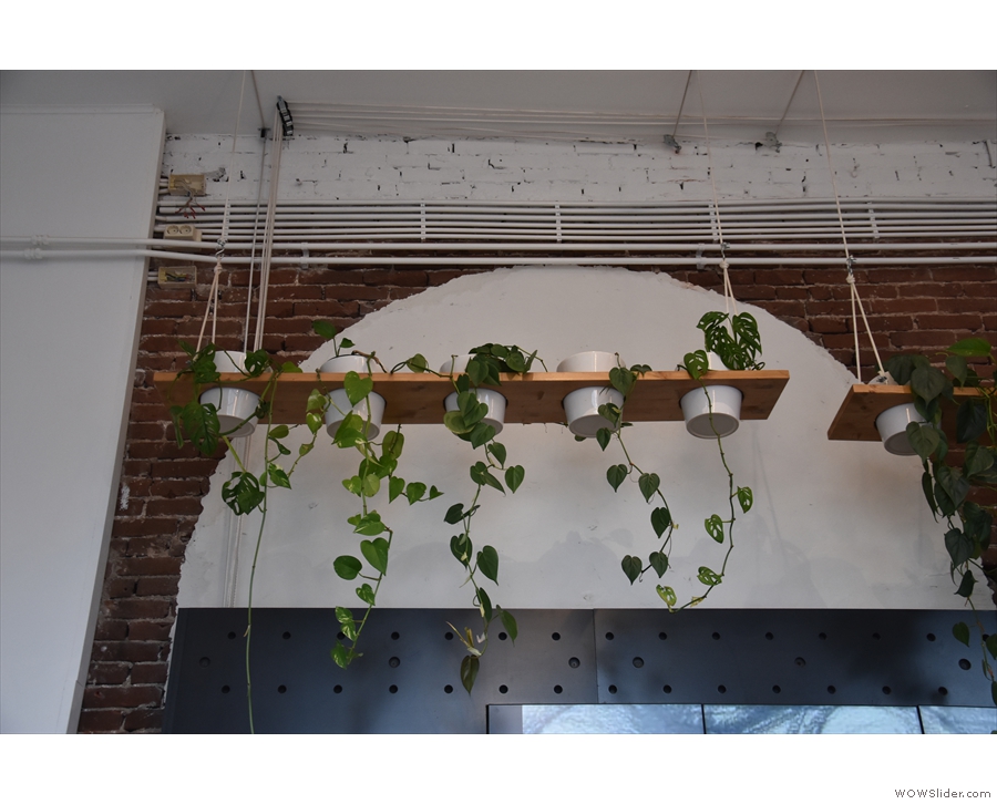 ... these hanging plants.
