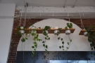 ... these hanging plants.