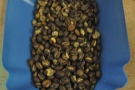 And here they are: freshly roasted beans!