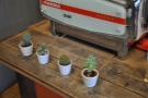 More cacti, this time guarding the espresso machine.