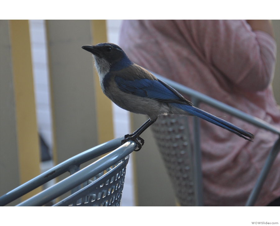 It's a bluebird, who was very good at posing for pictures.