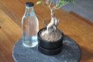 This plant is the communal table centrepiece. Each table has its own bottle of water.